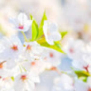 Meet your Posher, Iona